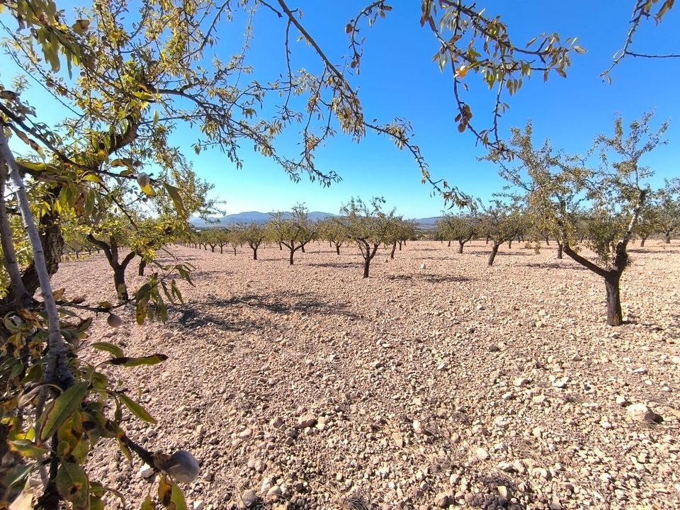 Helårsgrund i Monovar, Alicante - foto 4