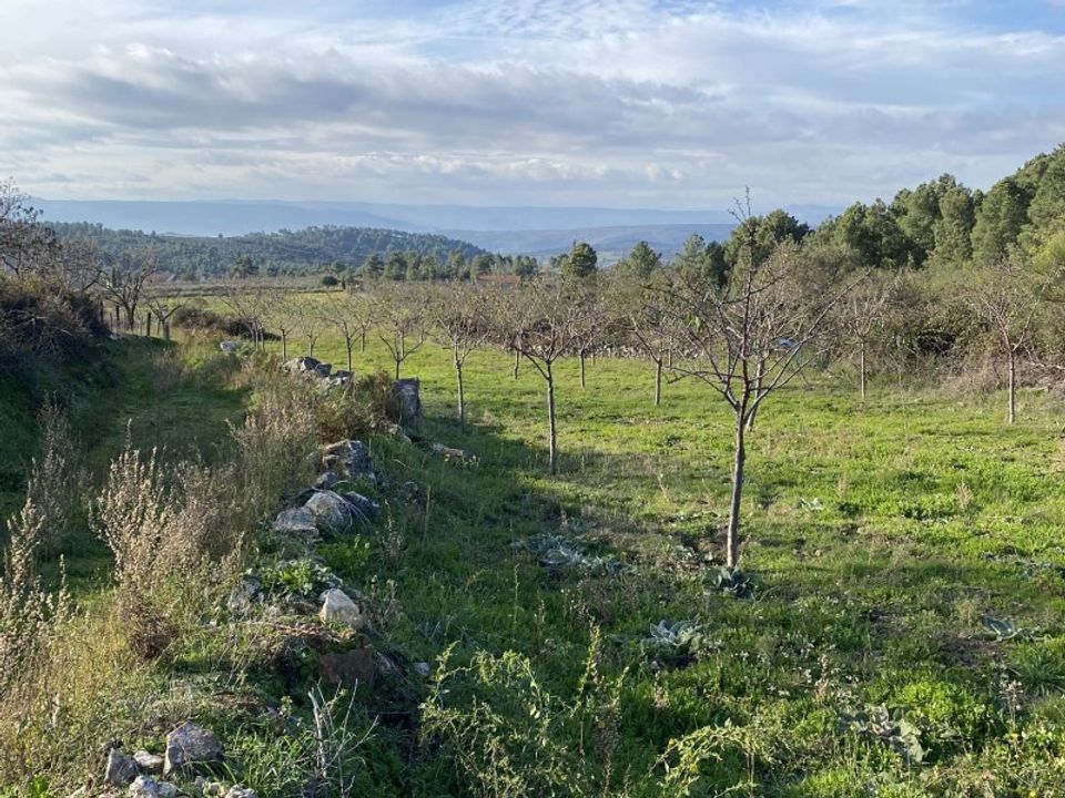 Farm i Felgar e Souto da Velha, Braganca - foto 5