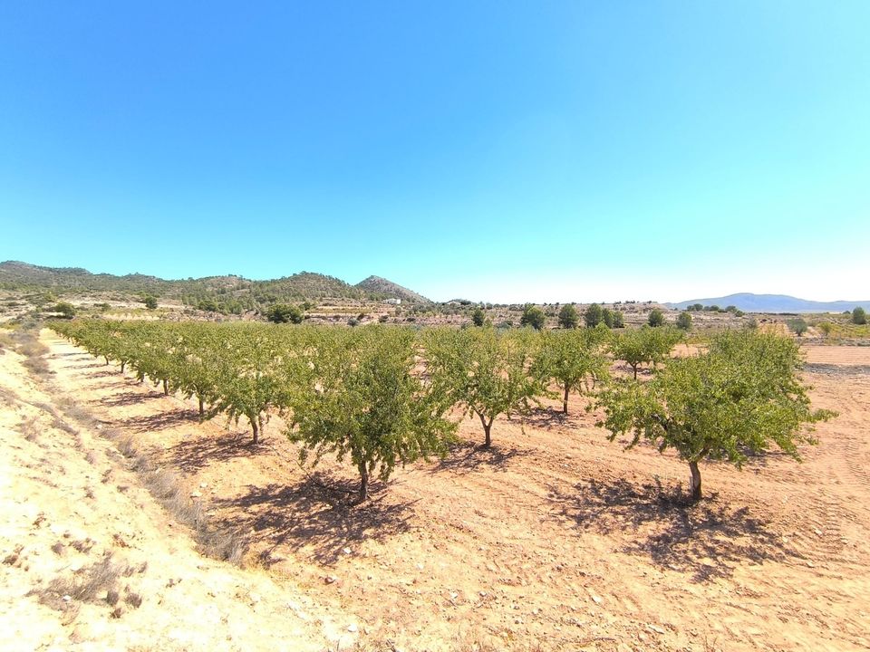 Terra em Monovar, Alicante - foto 1