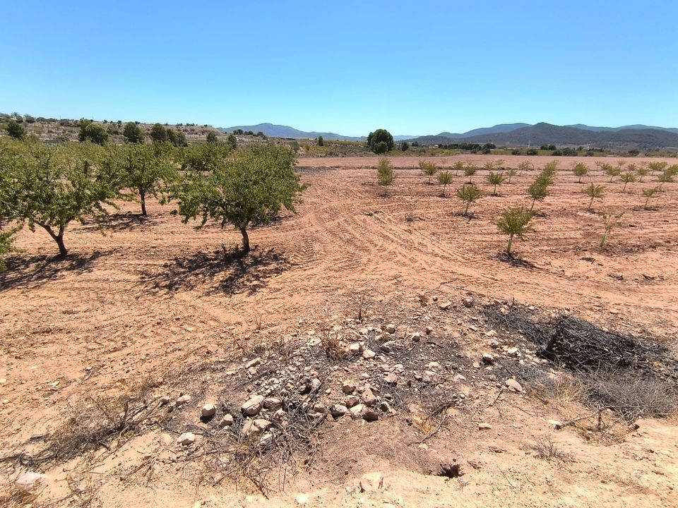 Terra em Monovar, Alicante - foto 2