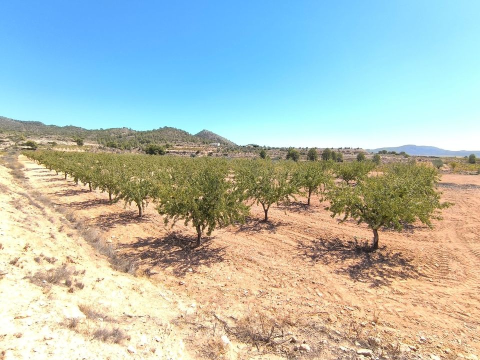 Terra em Monovar, Alicante - foto 3