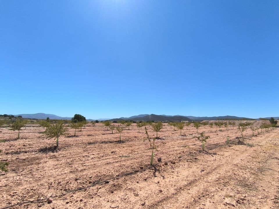 Terra em Monovar, Alicante - foto 4