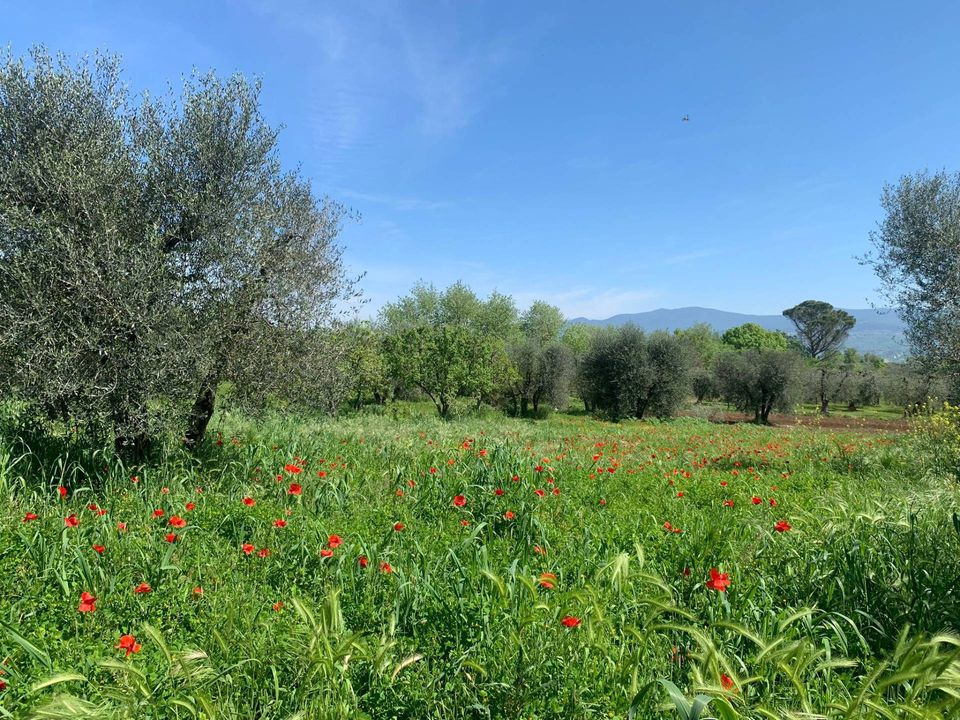 Landejendom i Graffignano, Viterbo - foto 1