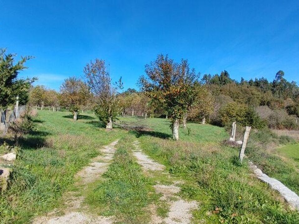 Helårsgrund i Castro Daire, Viseu - foto 4