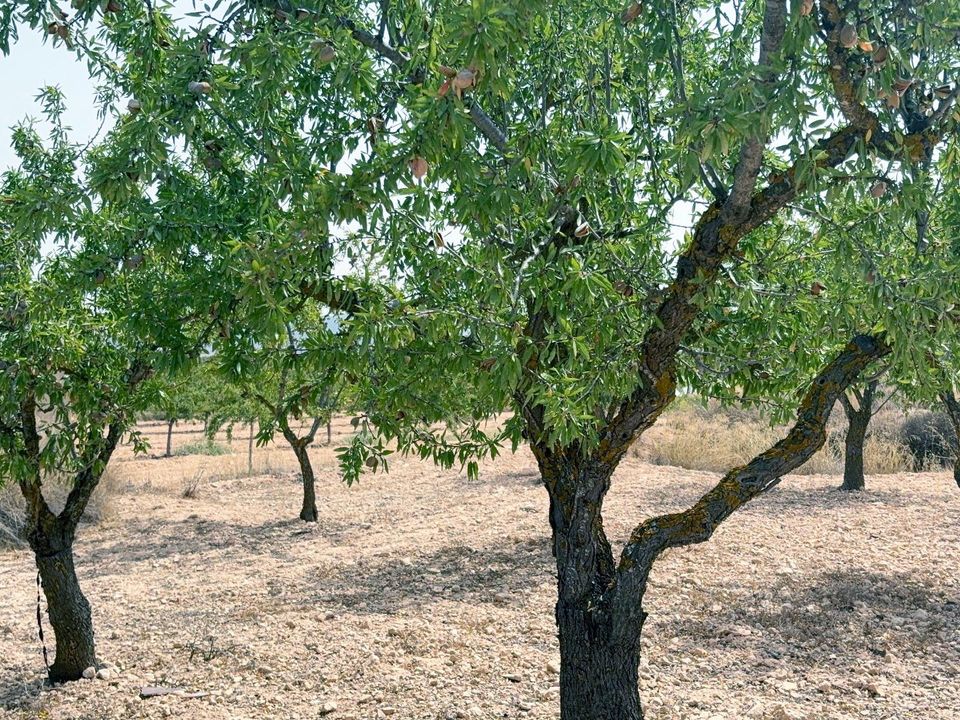 Landejendom i Monovar, Alicante - foto 1