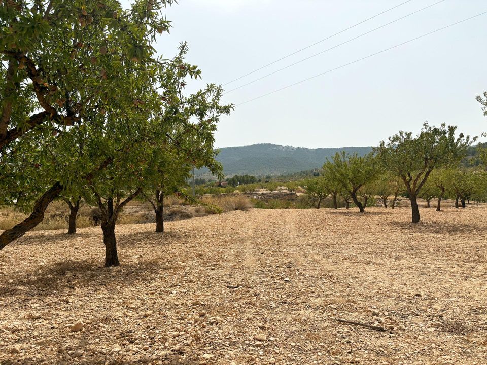 Landejendom i Monovar, Alicante - foto 2