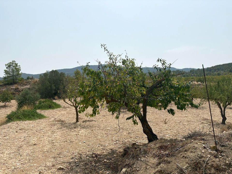 Landejendom i Monovar, Alicante - foto 3