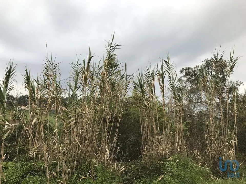 Terreno en Pombal, Leiria - foto 2