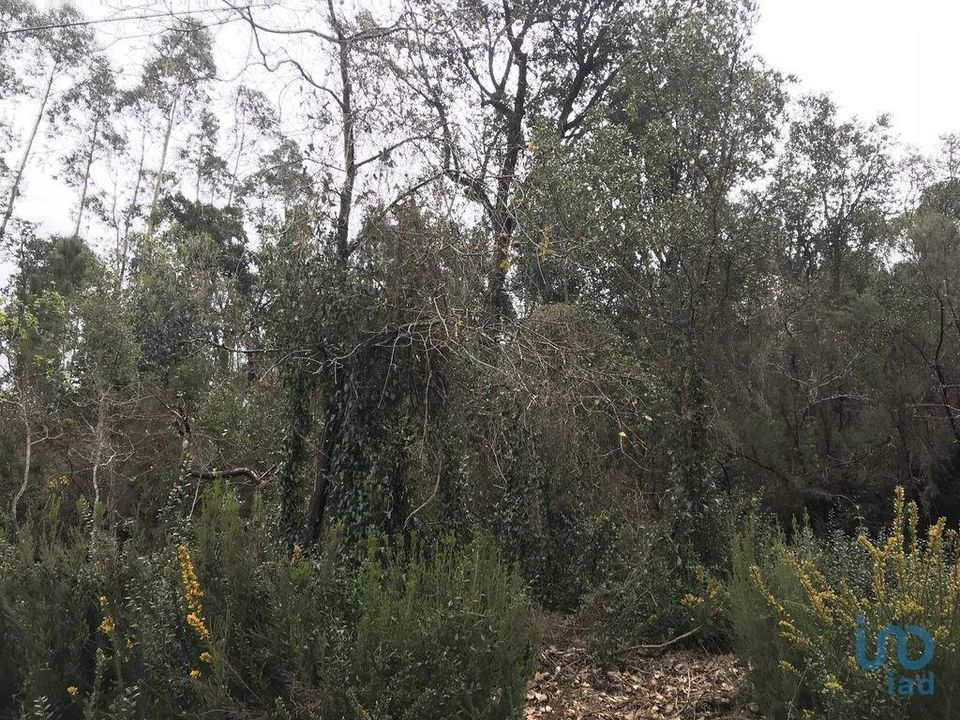 Terreno en Pombal, Leiria - foto 4