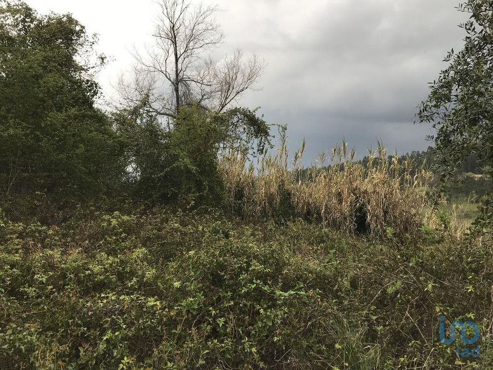 Terreno en Pombal, Leiria - foto 5