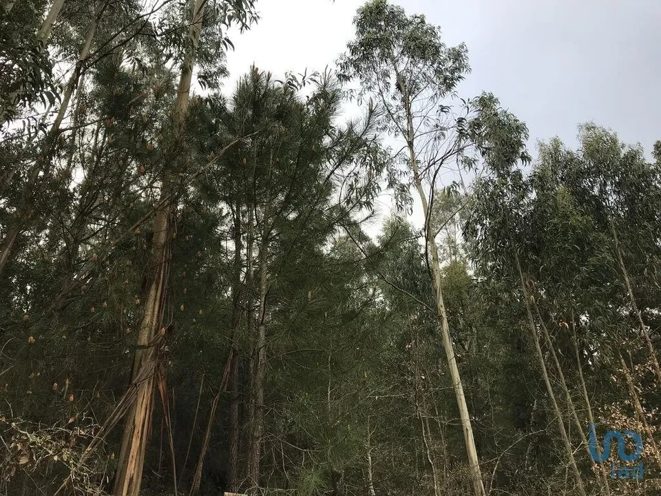 Helårsgrund i Pombal, Leiria - foto 2