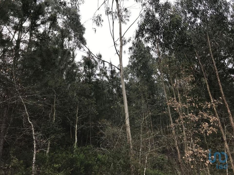 Helårsgrund i Pombal, Leiria - foto 3