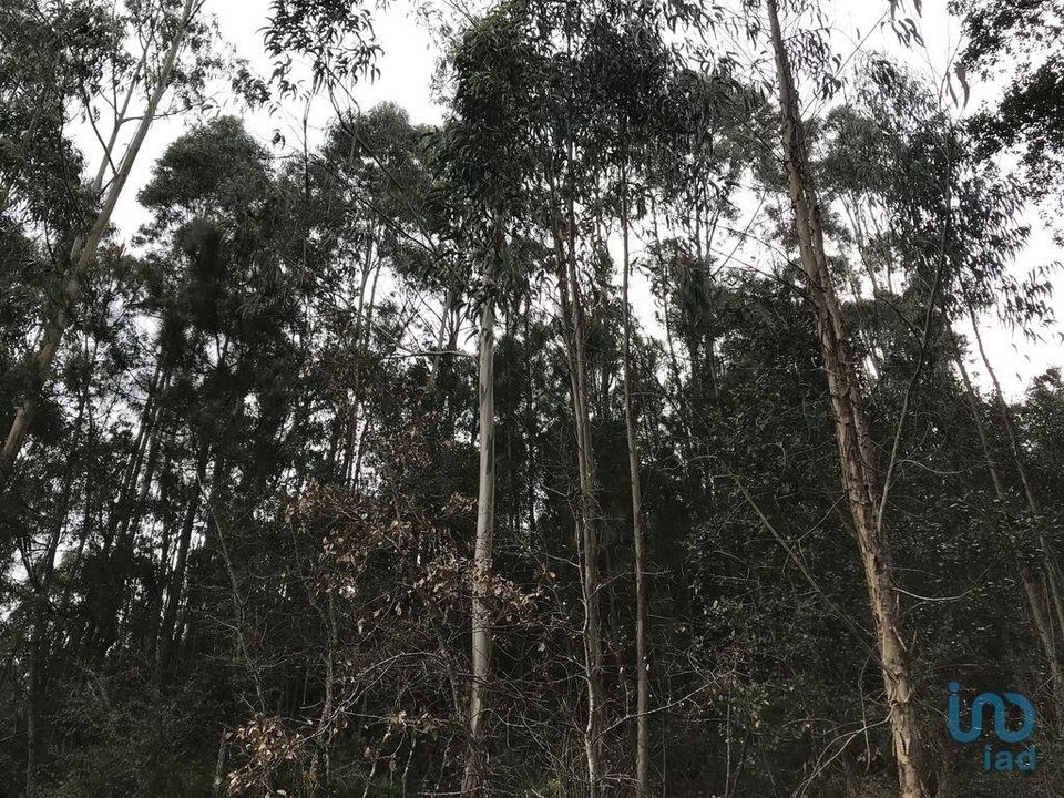 Helårsgrund i Pombal, Leiria - foto 4