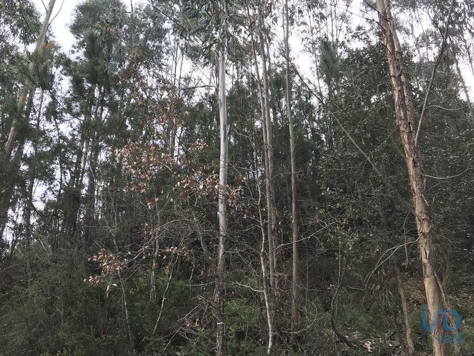Helårsgrund i Pombal, Leiria - foto 5
