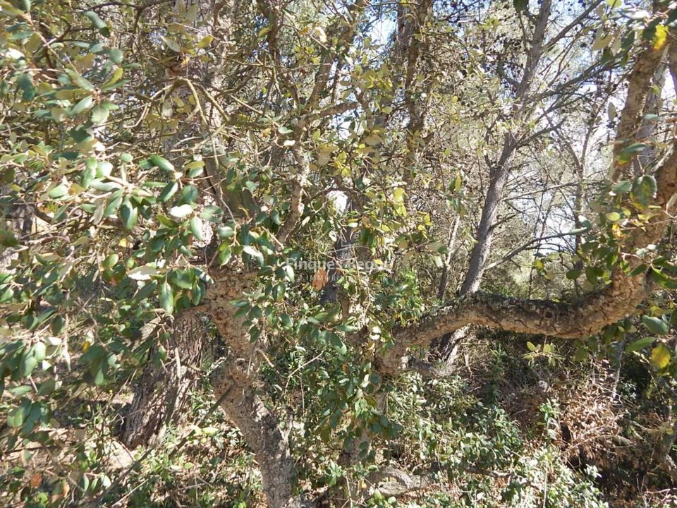 Helårsgrund i Palafrugell, Gerona - foto 5