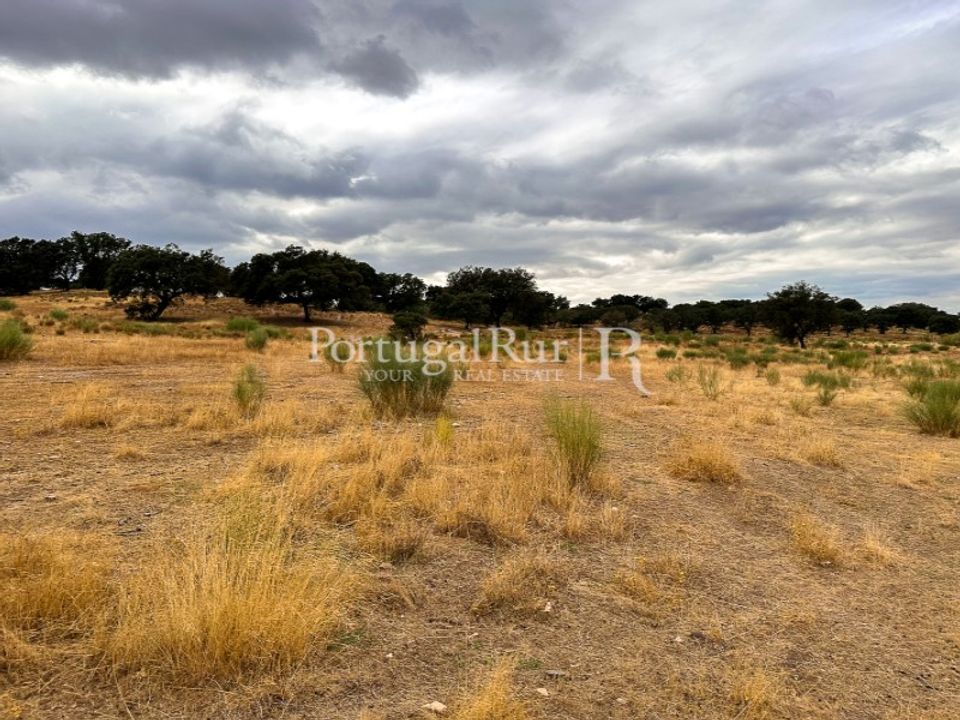 Tomt i Rosmaninhal, Castelo Branco - bilde 4