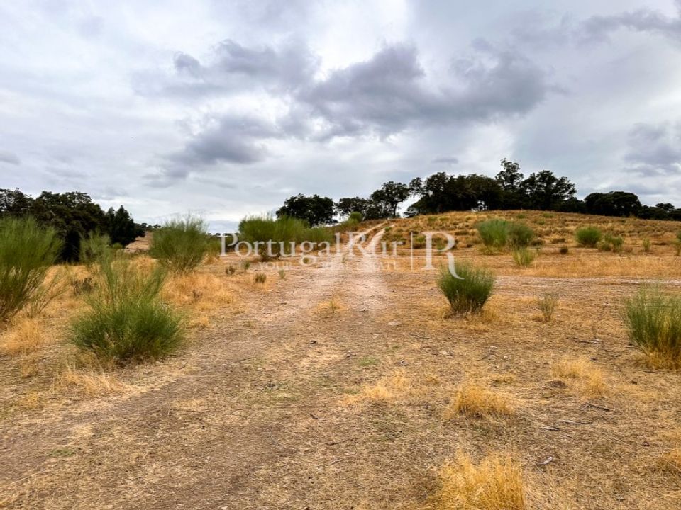 Tomt i Rosmaninhal, Castelo Branco - bilde 5