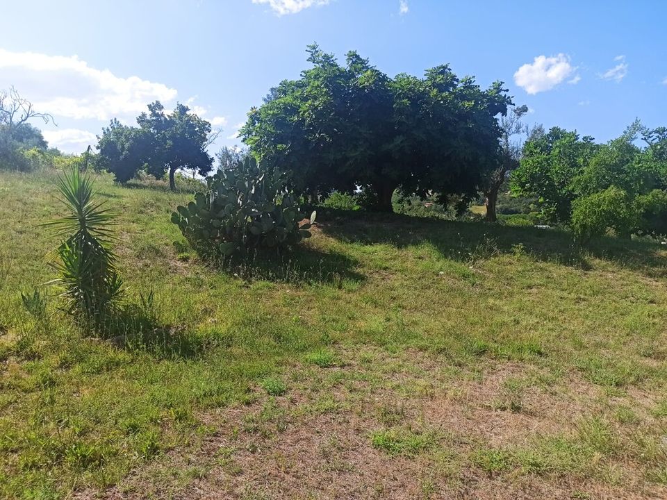 Siedlisko: Montecosaro, Macerata – zdjęcie 4