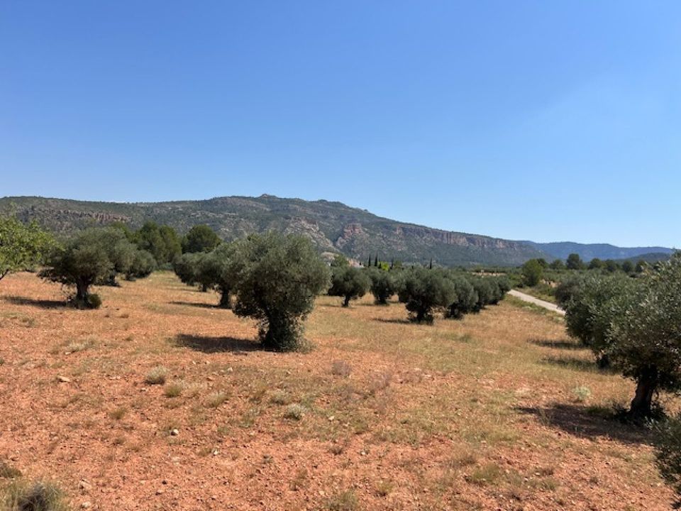 Finca i Jarafuel, Valencia - foto 4