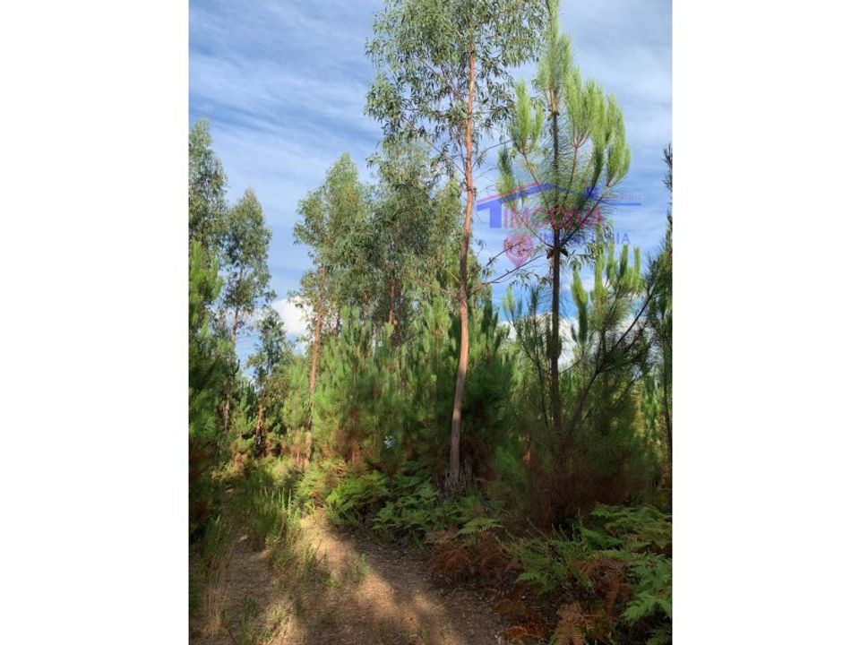 Helårsgrund i Pedrogao Grande, Leiria - foto 2