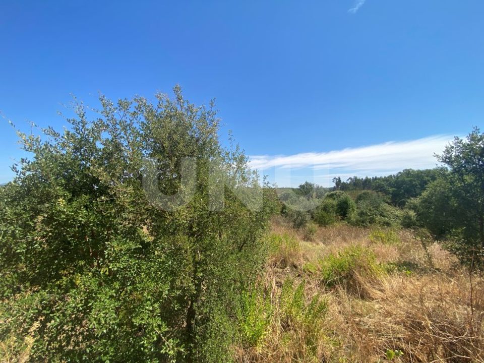 Tomt i Vila Velha de Rodao, Castelo Branco - bilde 2