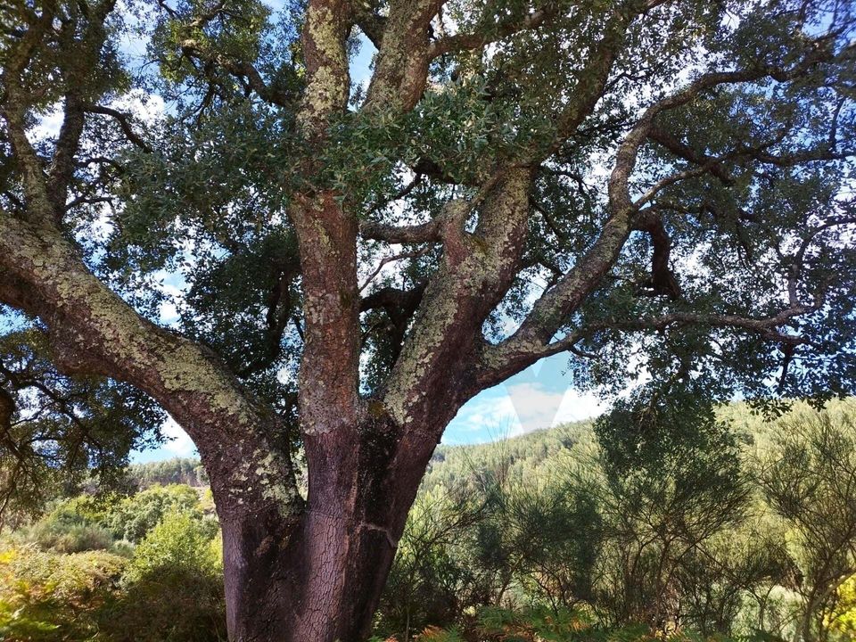 Farm hus i Monchique, Faro - foto 3