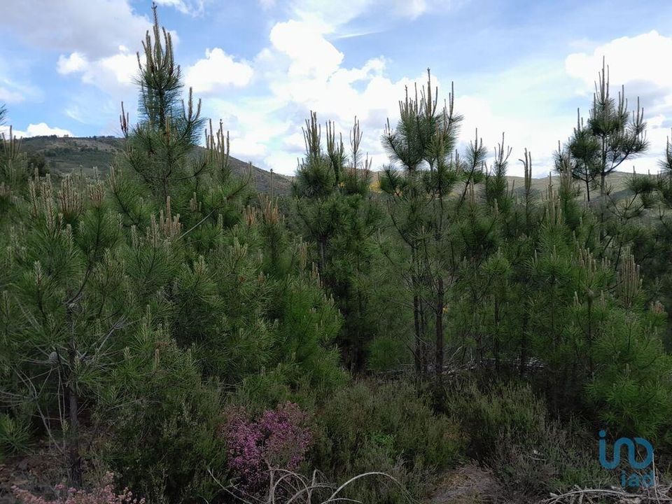 Helårsgrund i Covilha, Castelo Branco - foto 1