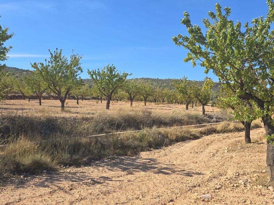 Helårsgrund i Salinas, Alicante - foto 1