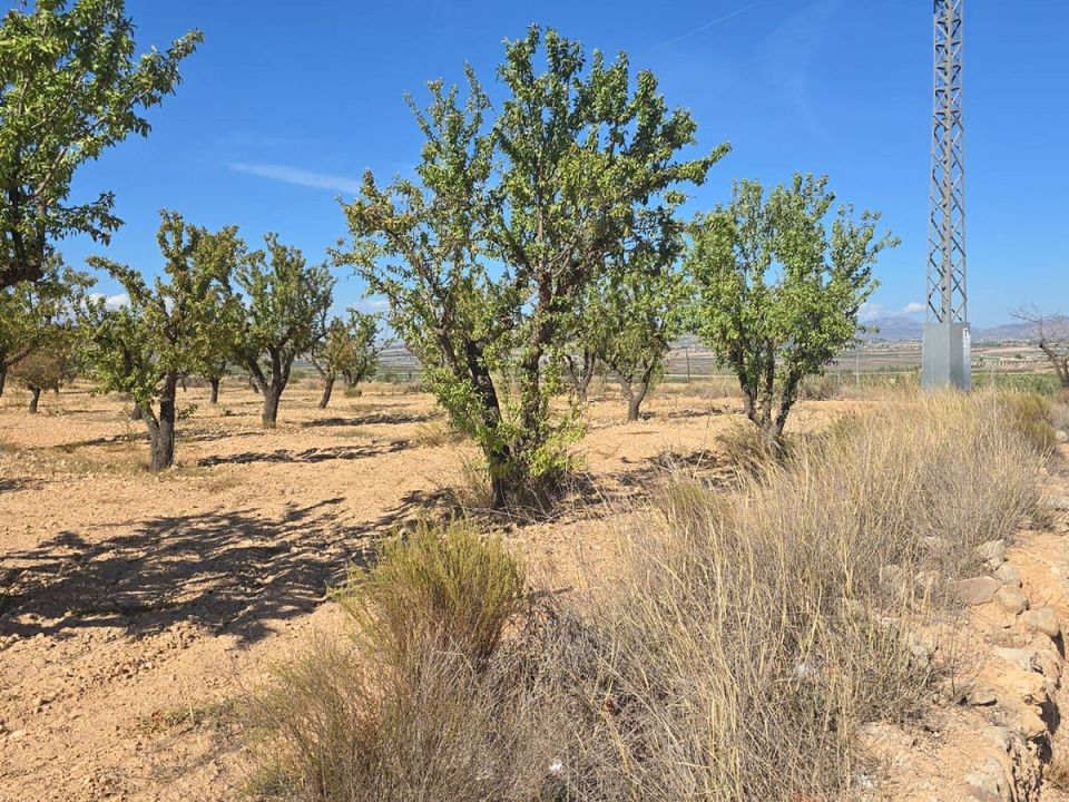 Helårsgrund i Salinas, Alicante - foto 2