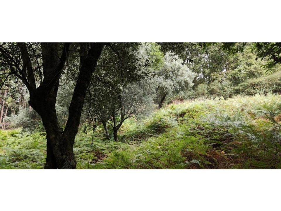 Helårsgrund i Serdedelo, Viana do Castelo - foto 1