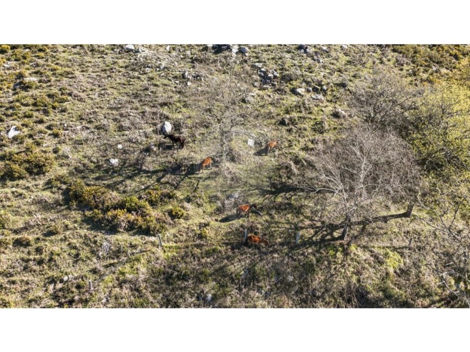 Land in Chorense e Monte, Braga - photo 5