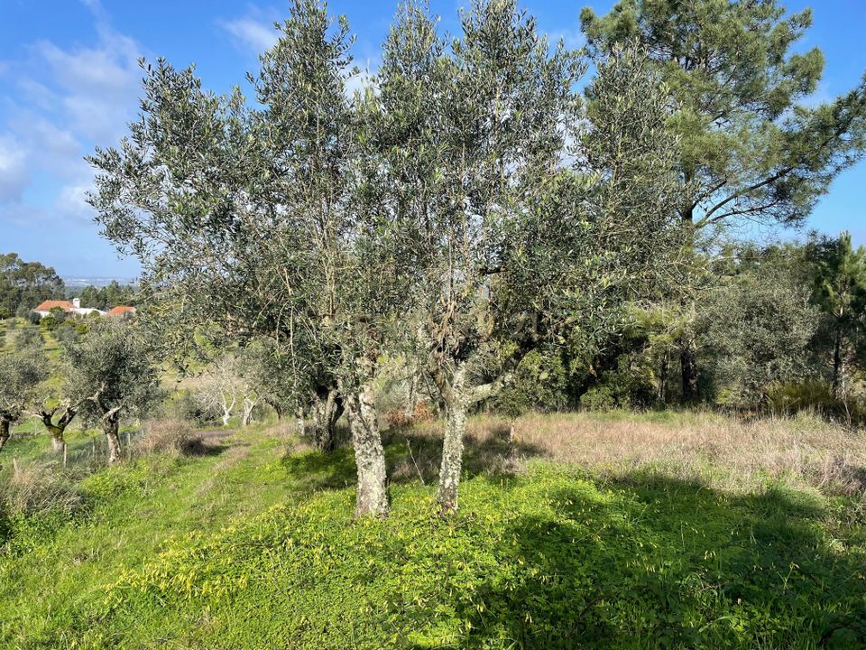 Helårsgrund i Abrantes, Santarem - foto 5