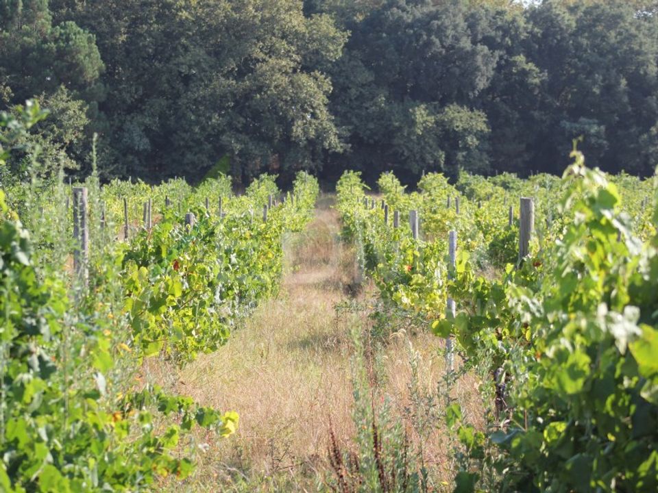 Farm i Vila Nova de Famalicao, Braga - foto 3
