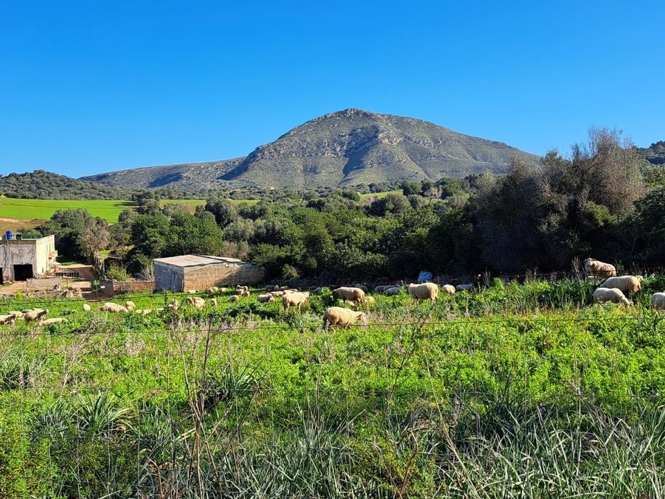Landejendom i Sant Llorenc Des Cardassar, Mallorca - foto 4