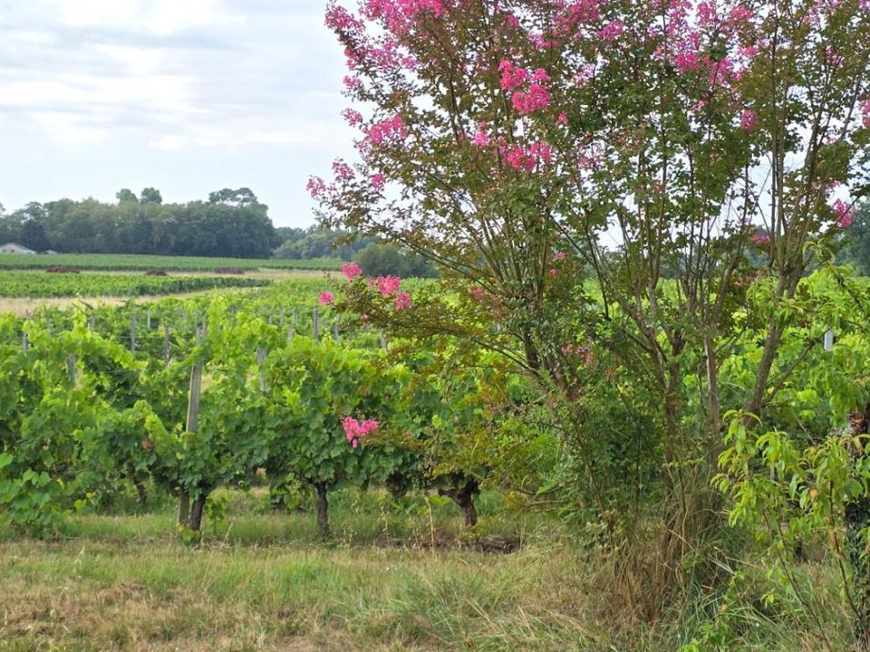 Erhvervsejendom i Blaye, Gironde - foto 3