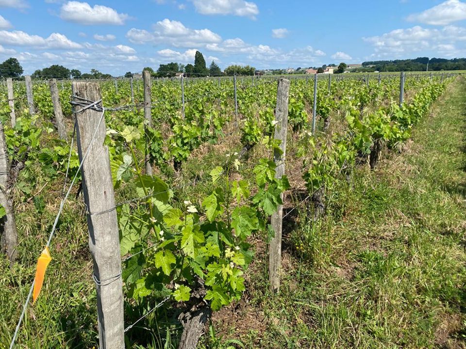 Erhvervsejendom i Saint-Emilion, Gironde - foto 1