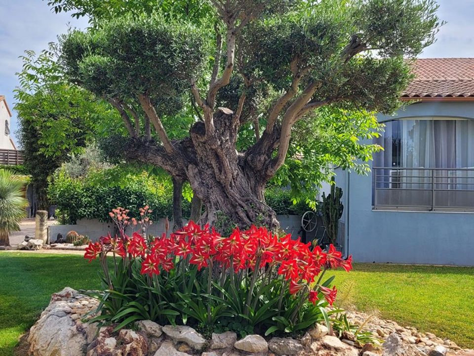 Villa i Frontignan, Herault - foto 5