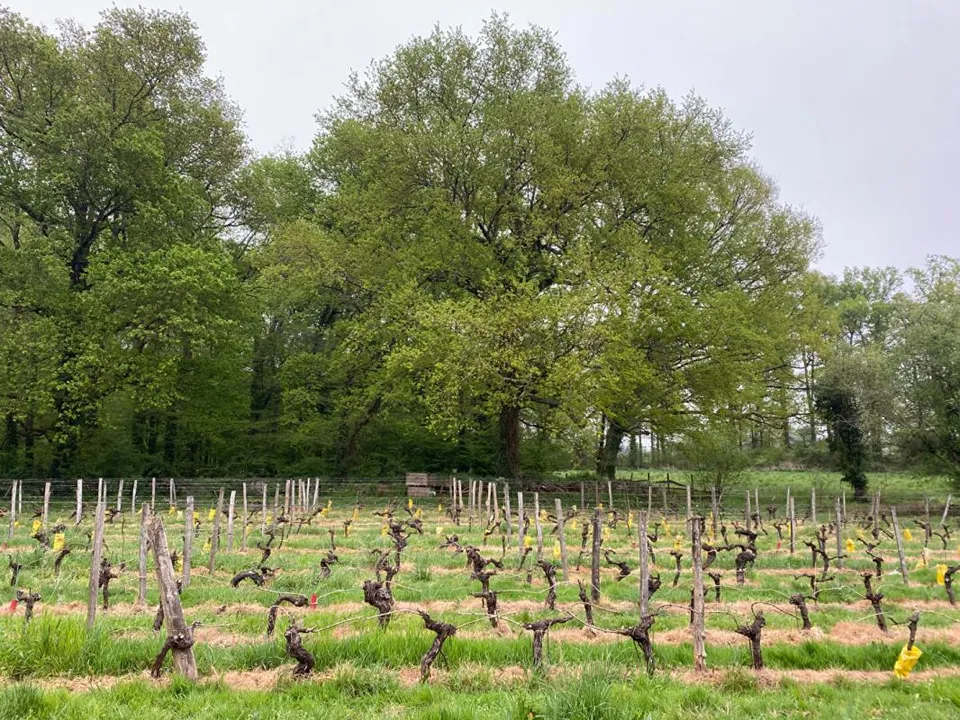 Erhvervsejendom i Saint-Emilion, Gironde - foto 2