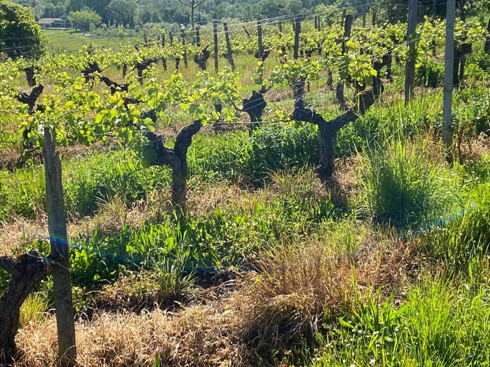Erhvervsejendom i Libourne, Gironde - foto 3
