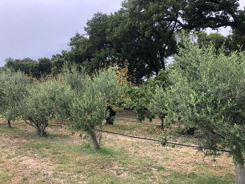Terra a Saze, Gard - foto 2