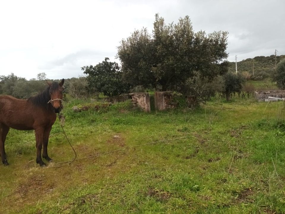 Helårsgrund i Barbacena e Vila Fernando, Portalegre - foto 1