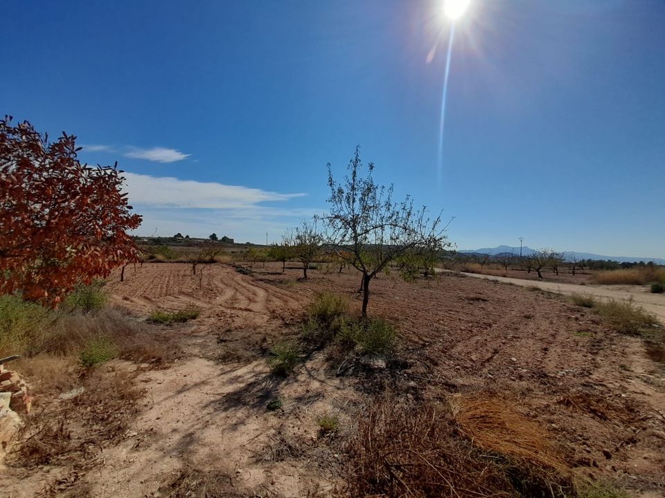 Landejendom i Pinoso, Alicante - foto 2