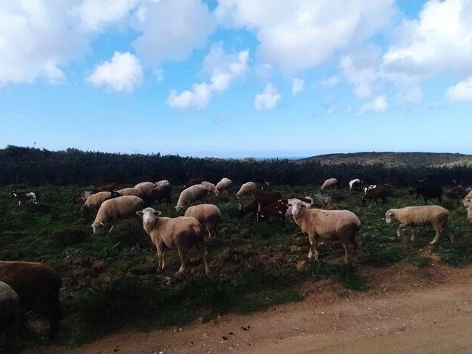 Helårsgrund i Sagres, Faro - foto 3