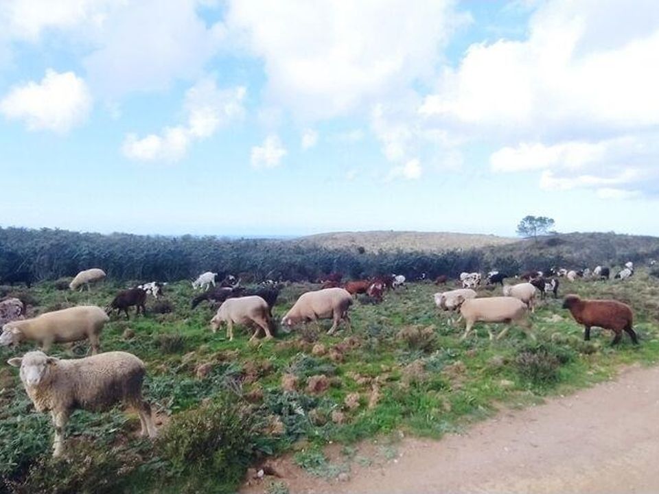 Helårsgrund i Sagres, Faro - foto 4