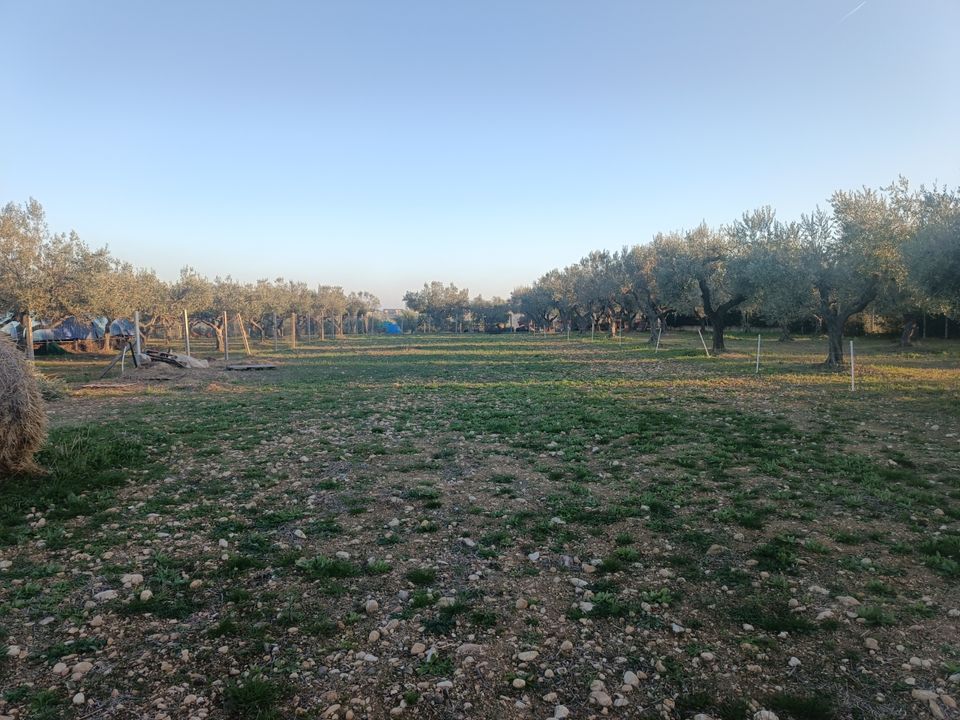 Tomt i Treglio, Chieti - bilde 2