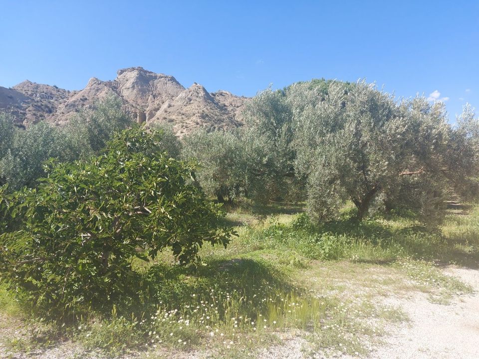 Landejendom i Beas De Guadix, Granada - foto 3