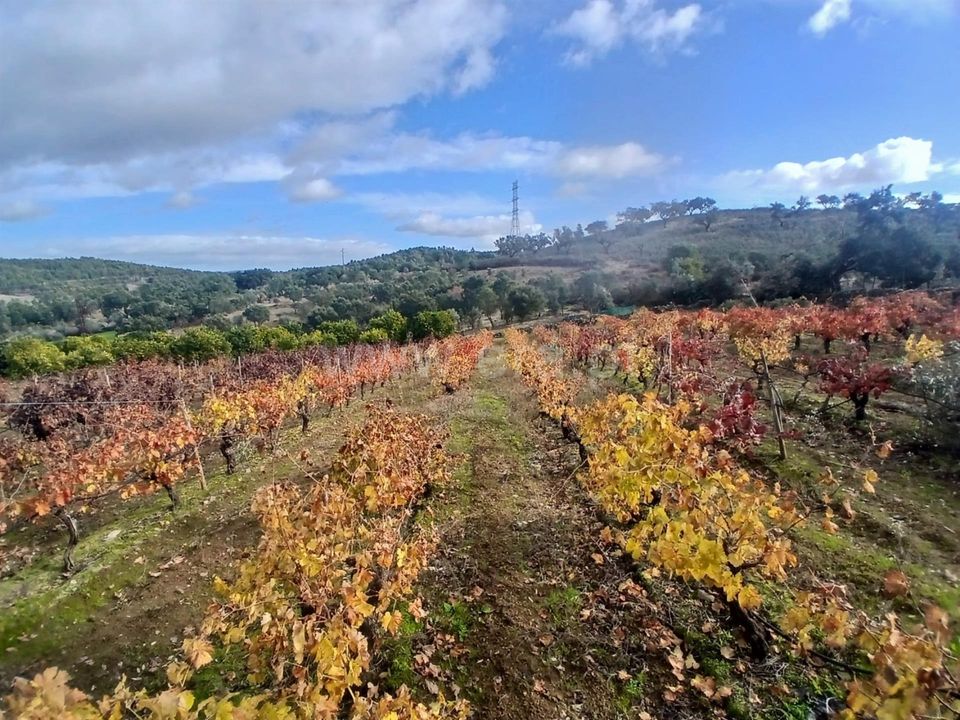Erhvervsejendom i Nisa, Portalegre - foto 2