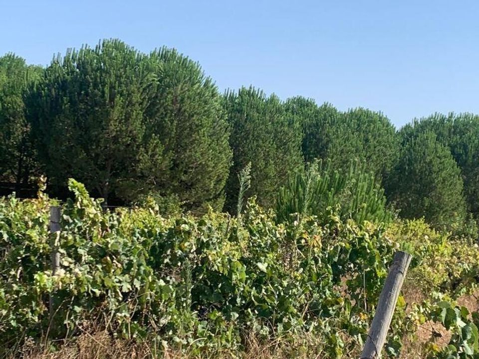 Helårsgrund i Palmela, Setubal - foto 1