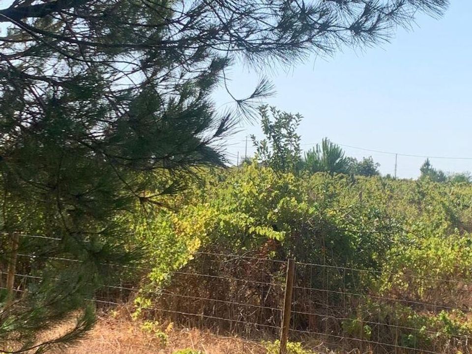 Helårsgrund i Palmela, Setubal - foto 3