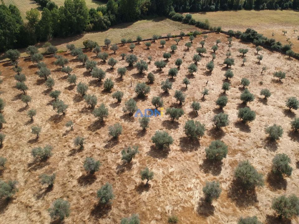 Farm hus i Castelo Branco, Castelo Branco - foto 4